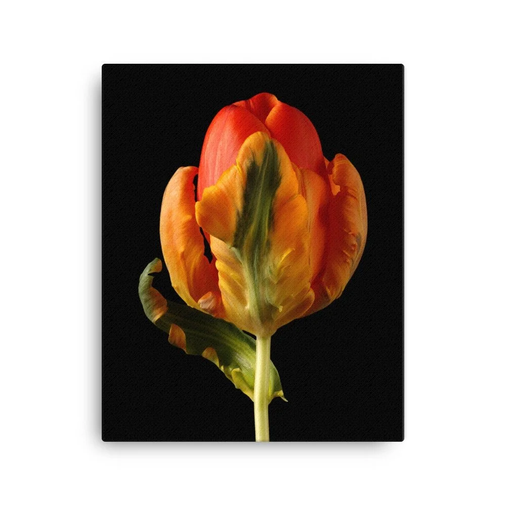 https://i.etsystatic.com/16519884/r/il/598b83/2137452002/il_fullxfull.2137452002_j6c5.jpg