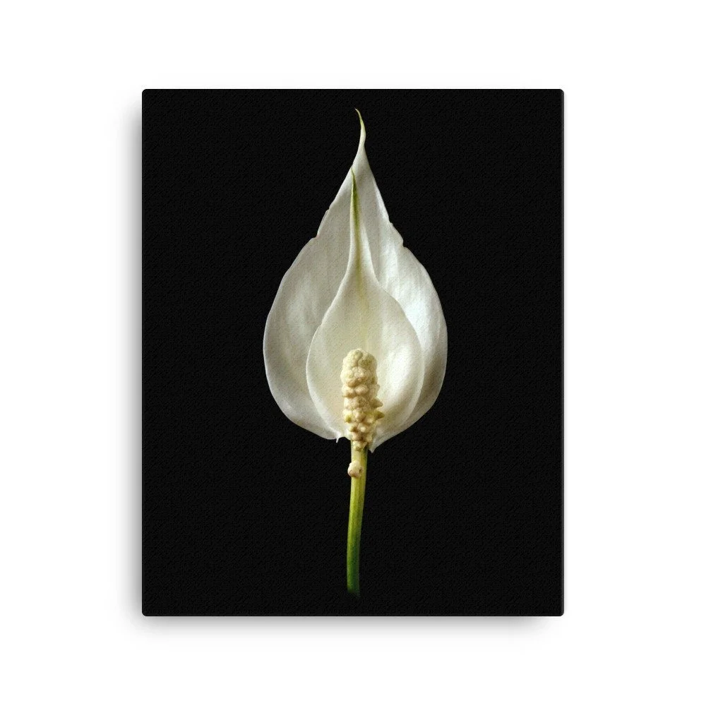 https://i.etsystatic.com/16519884/r/il/d75064/2137048508/il_fullxfull.2137048508_1dgr.jpg