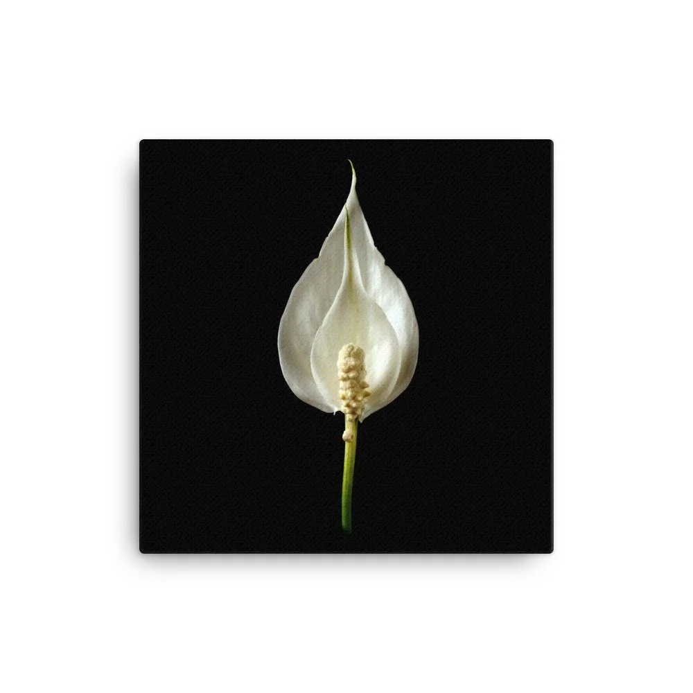 https://i.etsystatic.com/16519884/r/il/4463db/2137048612/il_fullxfull.2137048612_9vhn.jpg