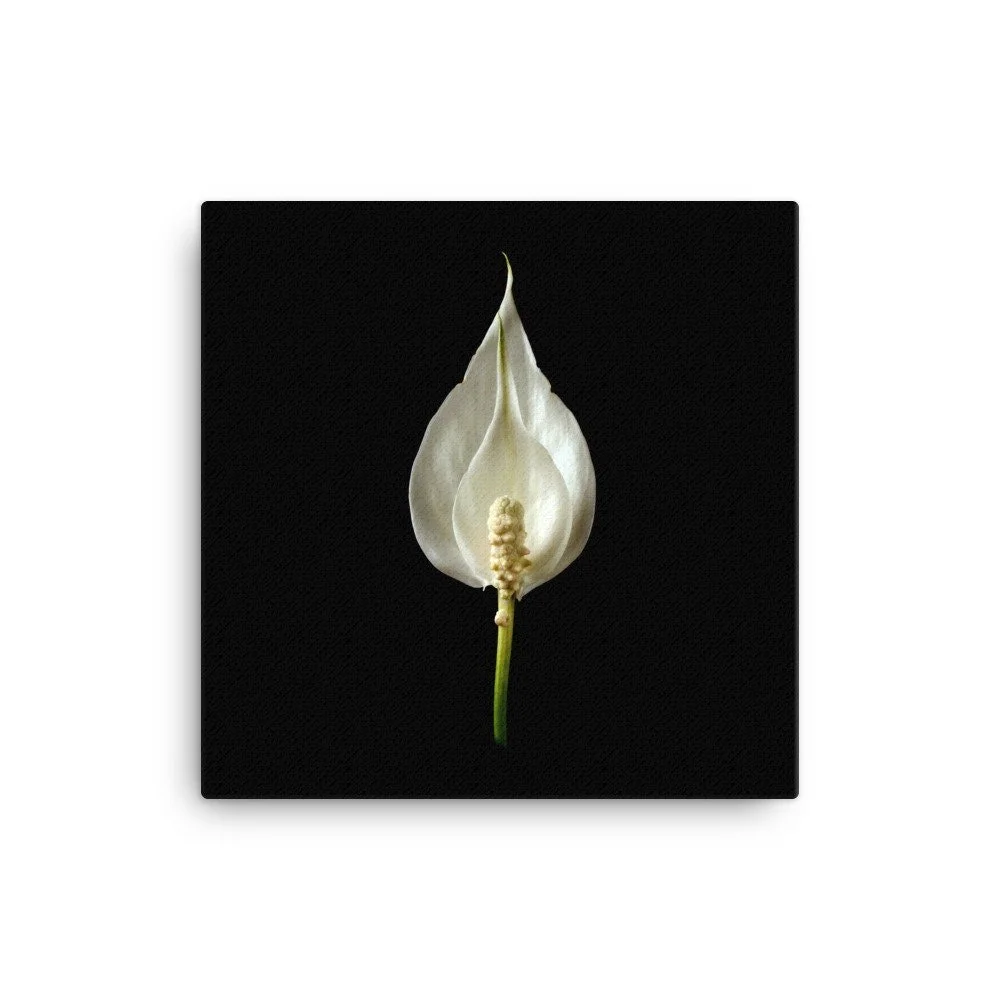 https://i.etsystatic.com/16519884/r/il/06f918/2137048546/il_fullxfull.2137048546_6zpm.jpg