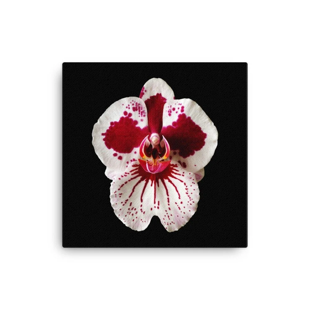 https://i.etsystatic.com/16519884/r/il/eb60c2/2137066828/il_fullxfull.2137066828_1brs.jpg