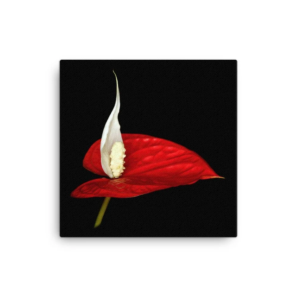 https://i.etsystatic.com/16519884/r/il/f4ae96/2137370912/il_fullxfull.2137370912_cbvh.jpg