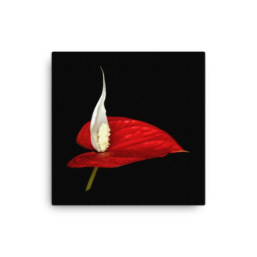 https://i.etsystatic.com/16519884/r/il/2bdbd9/2184922785/il_fullxfull.2184922785_d086.jpg