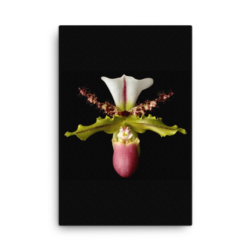 https://i.etsystatic.com/16519884/r/il/3b87d8/2137776140/il_fullxfull.2137776140_aeyb.jpg