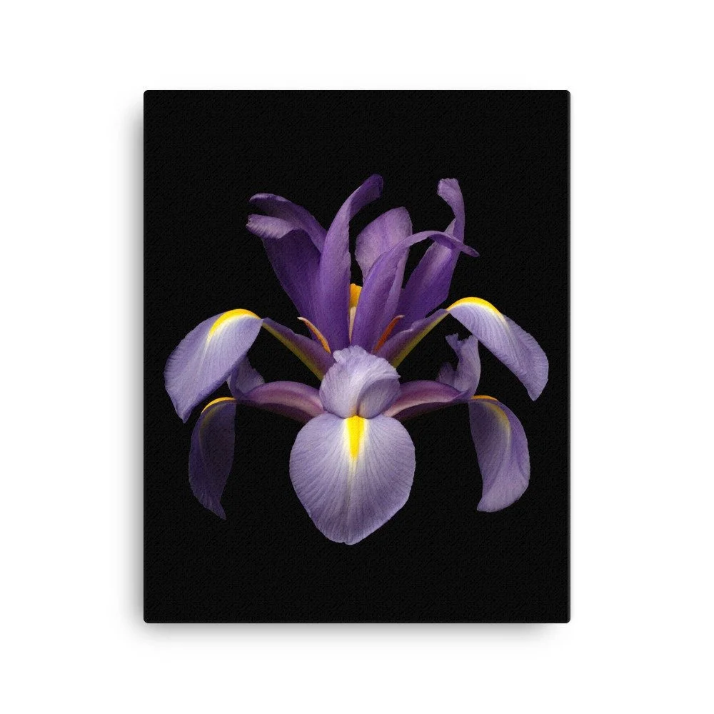 https://i.etsystatic.com/16519884/r/il/bd815c/2137052048/il_fullxfull.2137052048_cxag.jpg