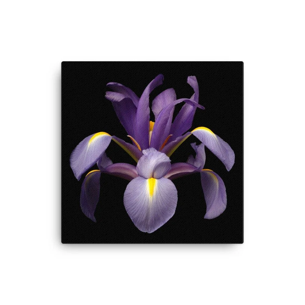 https://i.etsystatic.com/16519884/r/il/6cca5a/2137052164/il_fullxfull.2137052164_kdp4.jpg