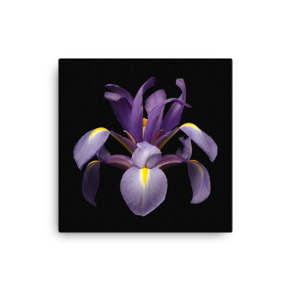 https://i.etsystatic.com/16519884/r/il/1e6cef/2184604487/il_fullxfull.2184604487_ezxl.jpg