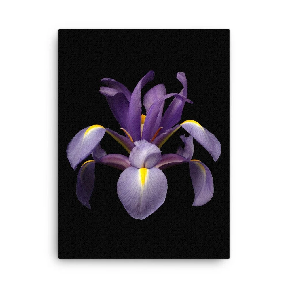https://i.etsystatic.com/16519884/r/il/195538/2137052010/il_fullxfull.2137052010_ojlr.jpg