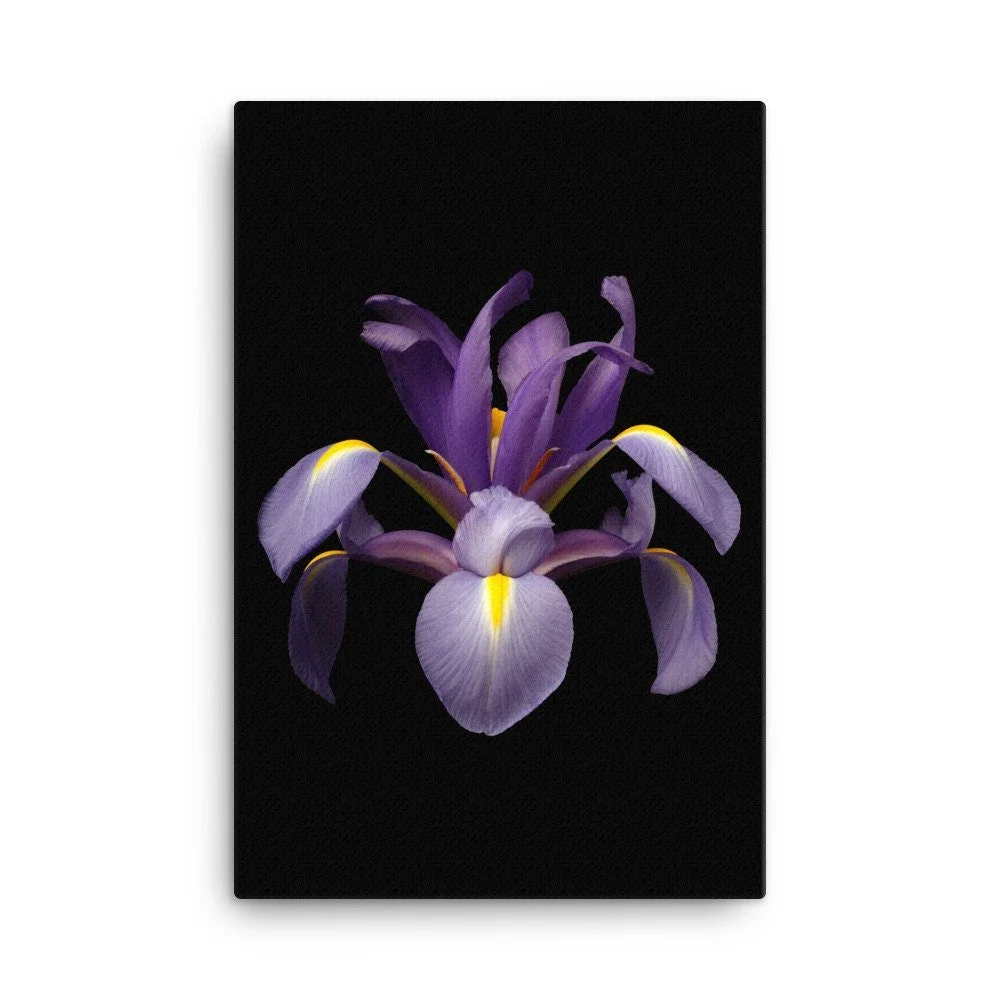 https://i.etsystatic.com/16519884/r/il/6ca359/2137051964/il_fullxfull.2137051964_clef.jpg