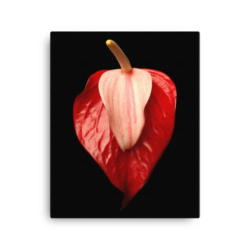 https://i.etsystatic.com/16519884/r/il/0013c9/2137185572/il_fullxfull.2137185572_1ztl.jpg
