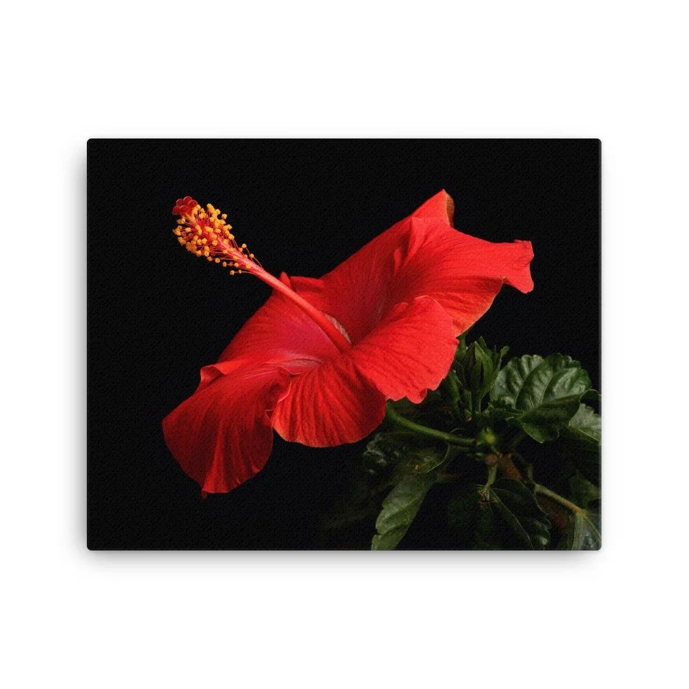 https://i.etsystatic.com/16519884/r/il/792102/2186654939/il_fullxfull.2186654939_ixpd.jpg