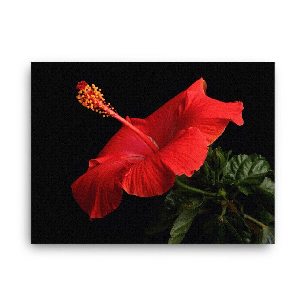 https://i.etsystatic.com/16519884/r/il/f215b5/2139104326/il_fullxfull.2139104326_am5z.jpg