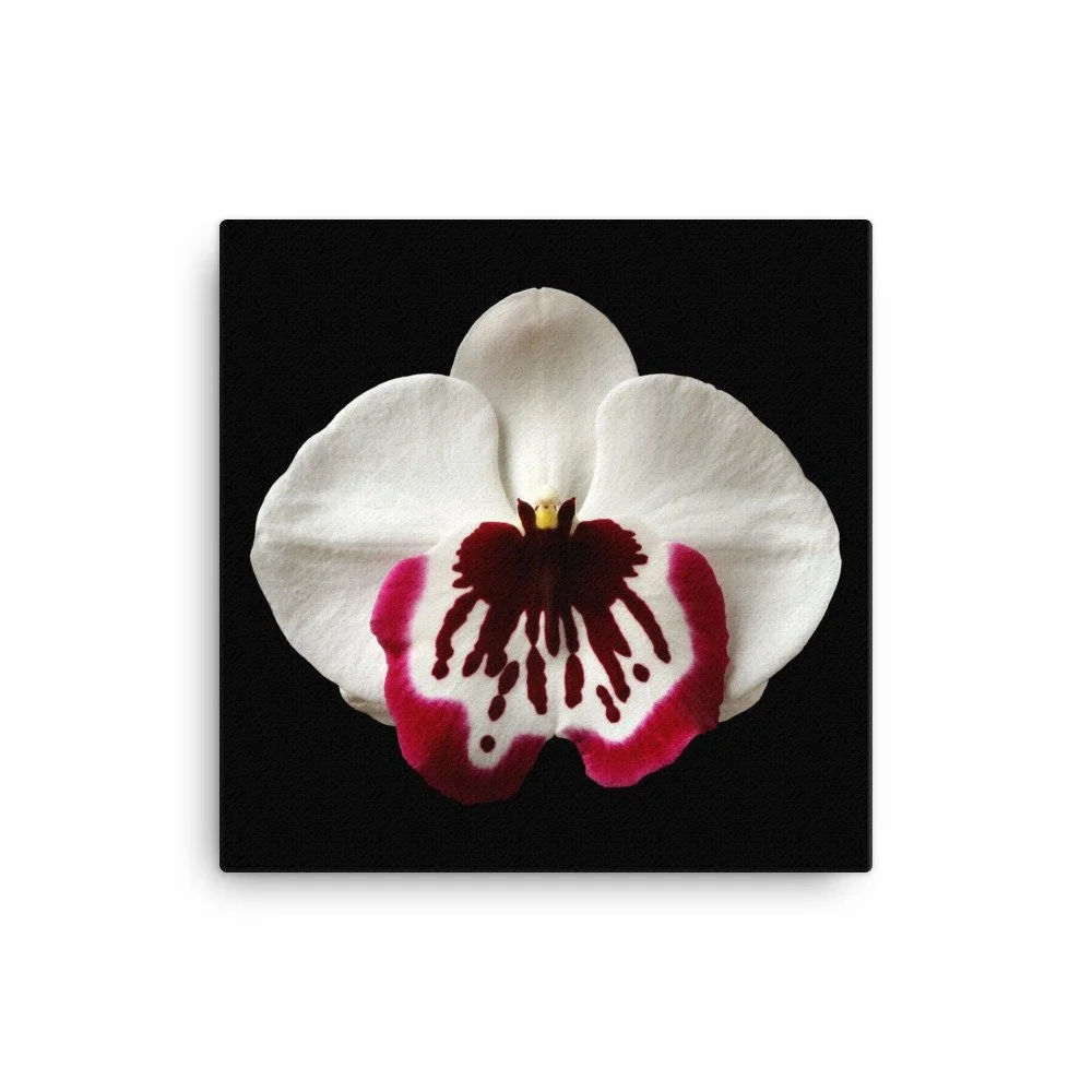https://i.etsystatic.com/16519884/r/il/15e91d/2137077520/il_fullxfull.2137077520_b5rm.jpg