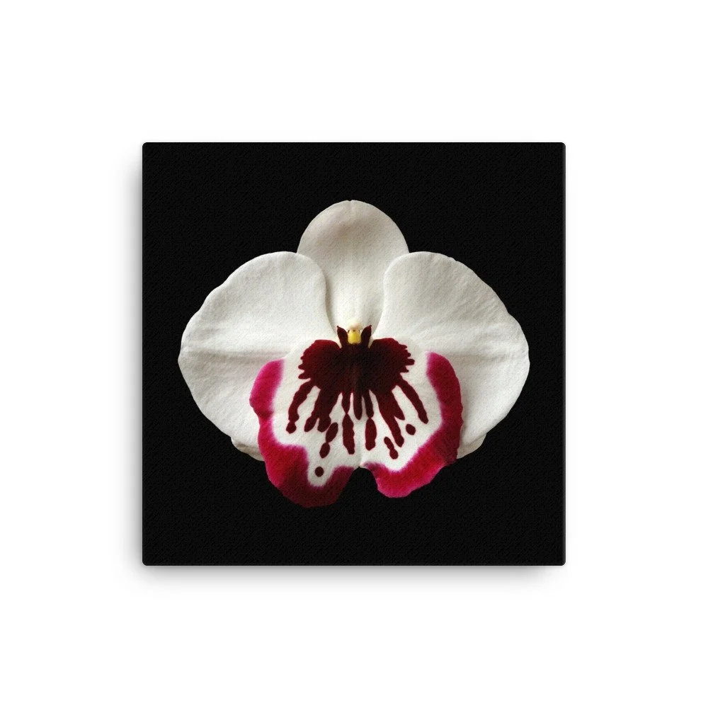 https://i.etsystatic.com/16519884/r/il/f9740a/2137077466/il_fullxfull.2137077466_ad63.jpg