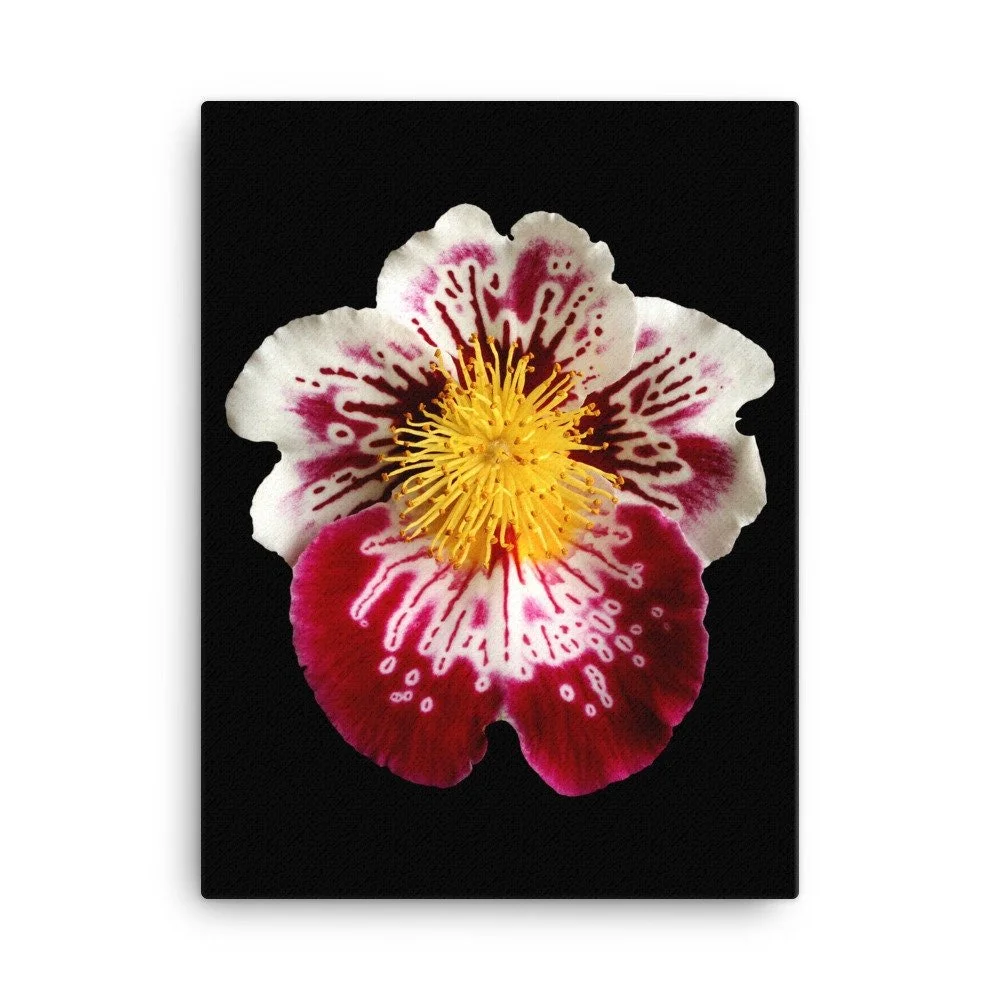 https://i.etsystatic.com/16519884/r/il/1c1413/2137073792/il_fullxfull.2137073792_jfvw.jpg