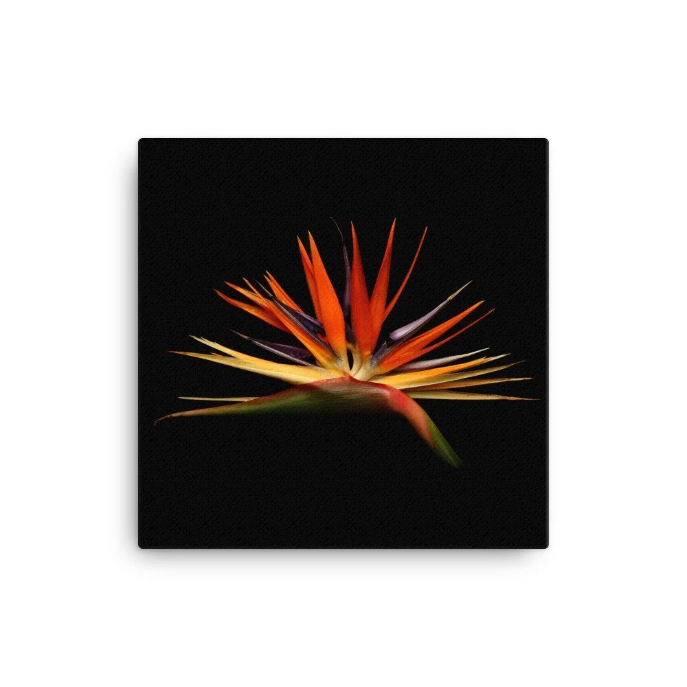 https://i.etsystatic.com/16519884/r/il/48d7cc/2137181146/il_fullxfull.2137181146_3t0k.jpg