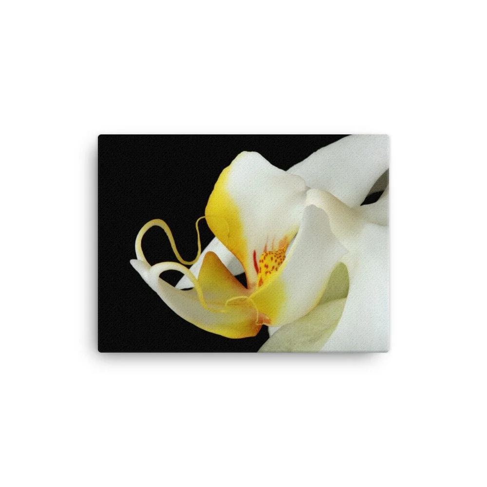 https://i.etsystatic.com/16519884/r/il/8e1c2d/2188142605/il_fullxfull.2188142605_g1p5.jpg