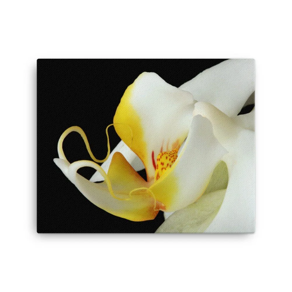 https://i.etsystatic.com/16519884/r/il/67054a/2140589450/il_fullxfull.2140589450_n91a.jpg