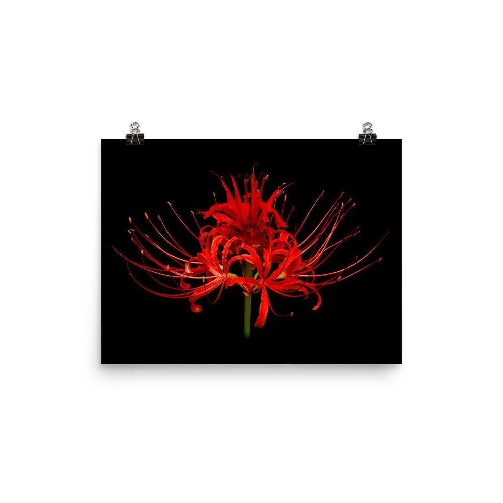 https://i.etsystatic.com/16519884/r/il/92dbbb/2208661181/il_fullxfull.2208661181_c4h2.jpg