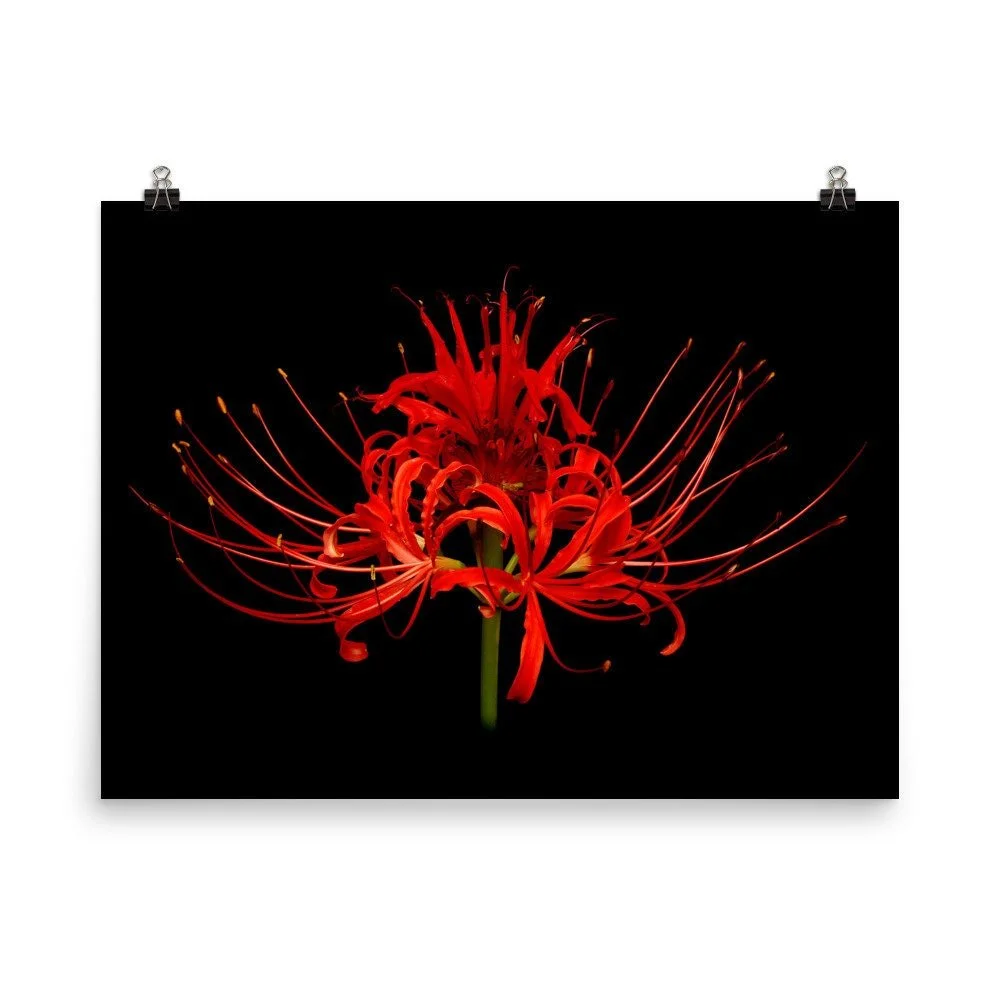 https://i.etsystatic.com/16519884/r/il/163700/2161099510/il_fullxfull.2161099510_mvou.jpg