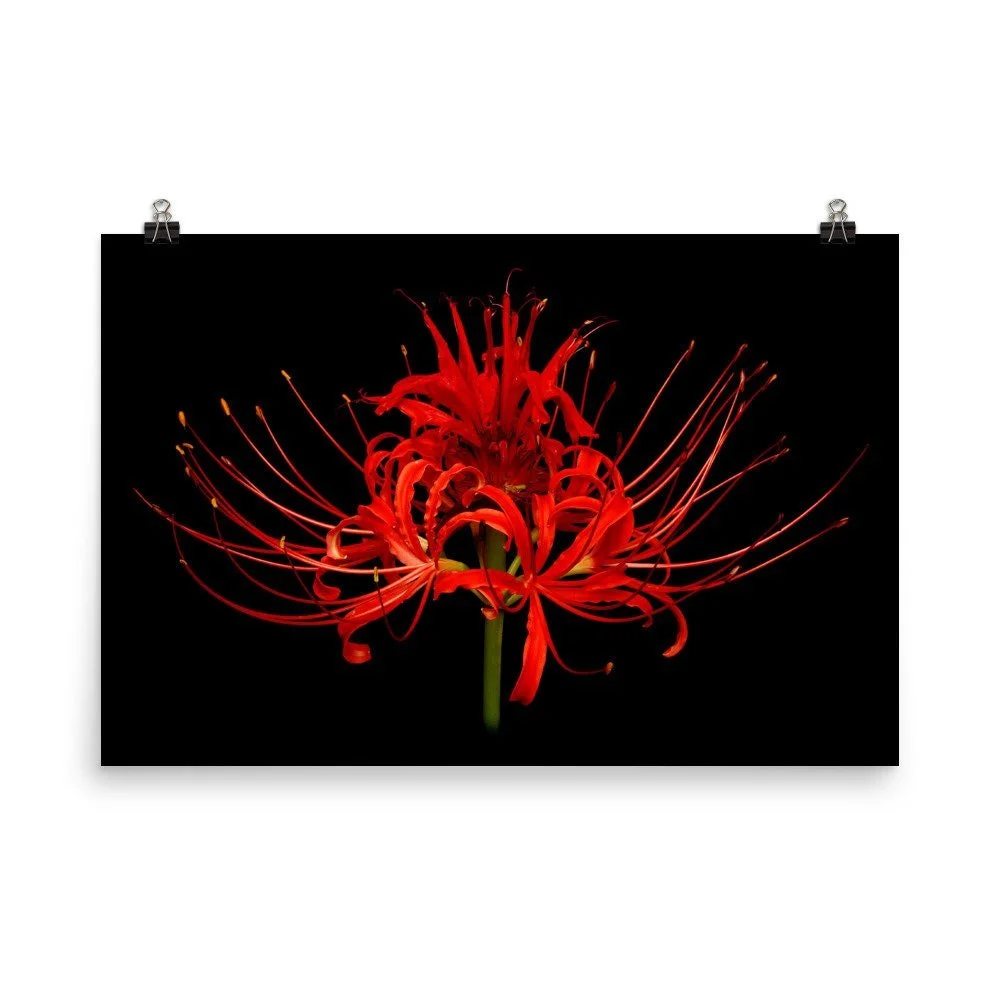https://i.etsystatic.com/16519884/r/il/81da93/2208661073/il_fullxfull.2208661073_fc6b.jpg
