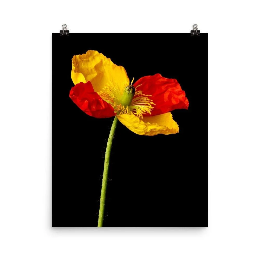https://i.etsystatic.com/16519884/r/il/c4e07a/2215137424/il_fullxfull.2215137424_2310.jpg