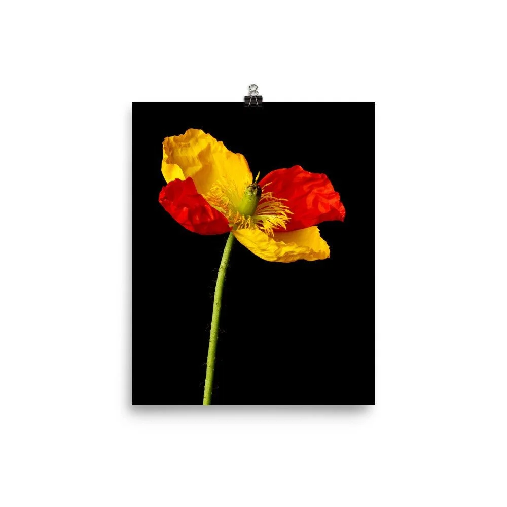 https://i.etsystatic.com/16519884/r/il/8a9db0/2215136184/il_fullxfull.2215136184_4ojw.jpg