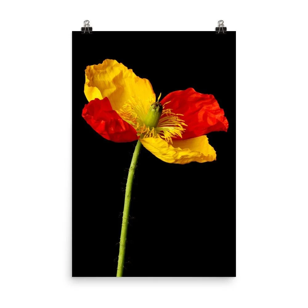 https://i.etsystatic.com/16519884/r/il/3678ab/2262734781/il_fullxfull.2262734781_a59u.jpg