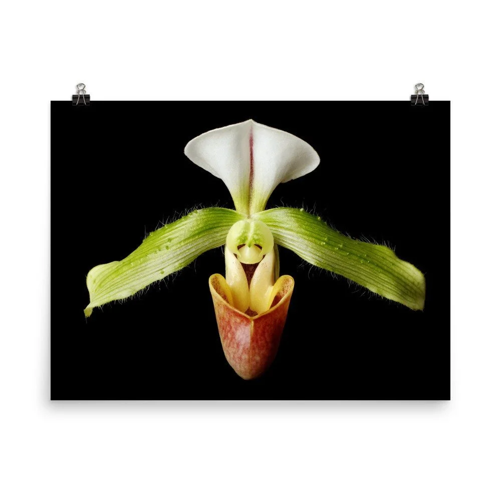 https://i.etsystatic.com/16519884/r/il/2f878b/2286142087/il_fullxfull.2286142087_2b97.jpg