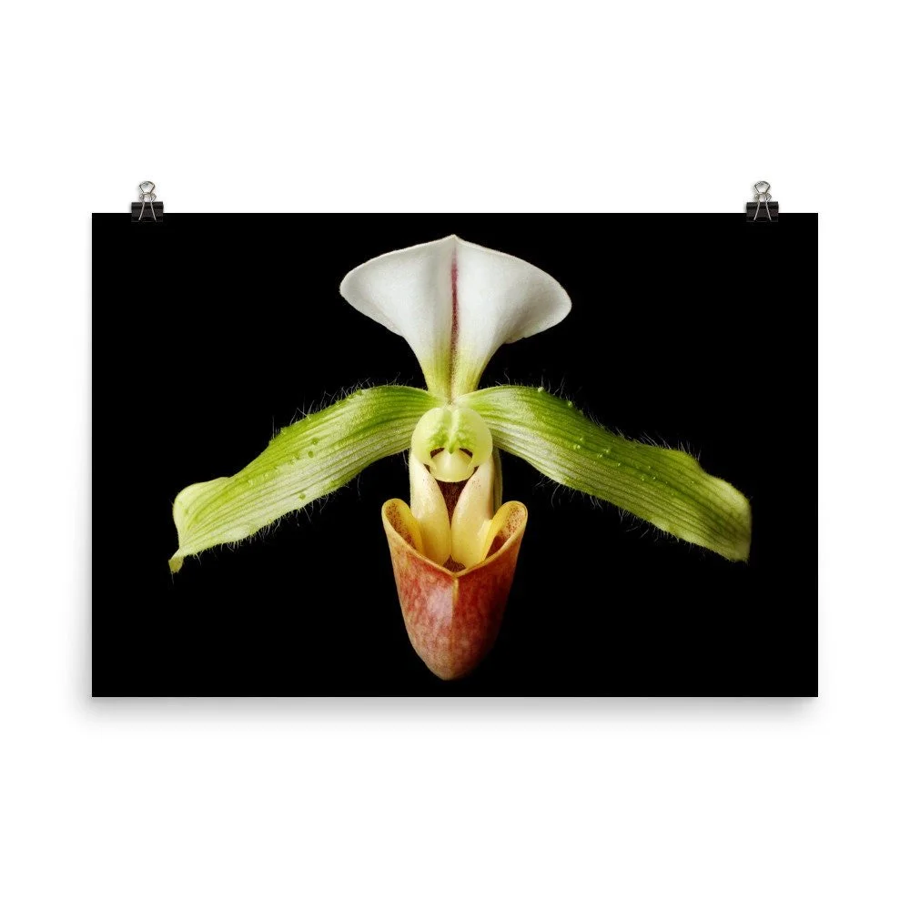 https://i.etsystatic.com/16519884/r/il/0221f9/2286142029/il_fullxfull.2286142029_5qoh.jpg