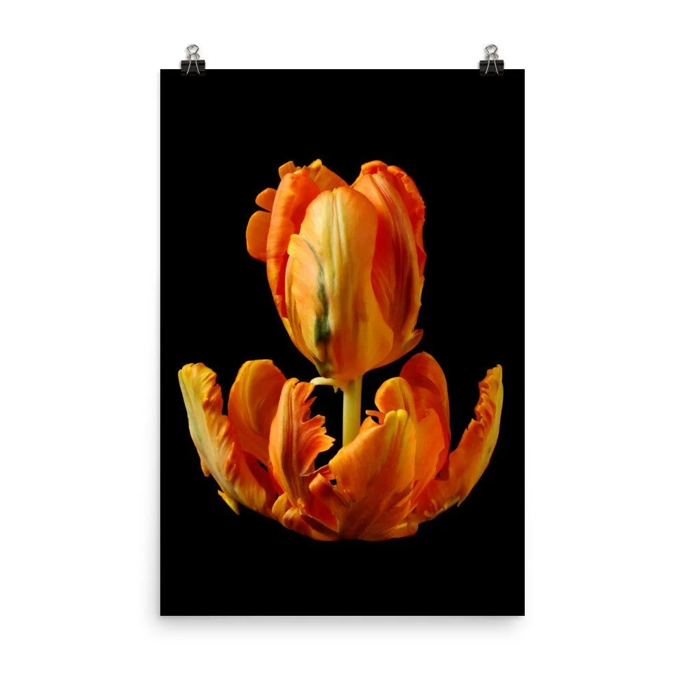 https://i.etsystatic.com/16519884/r/il/fb9957/2237106470/il_fullxfull.2237106470_nhkg.jpg