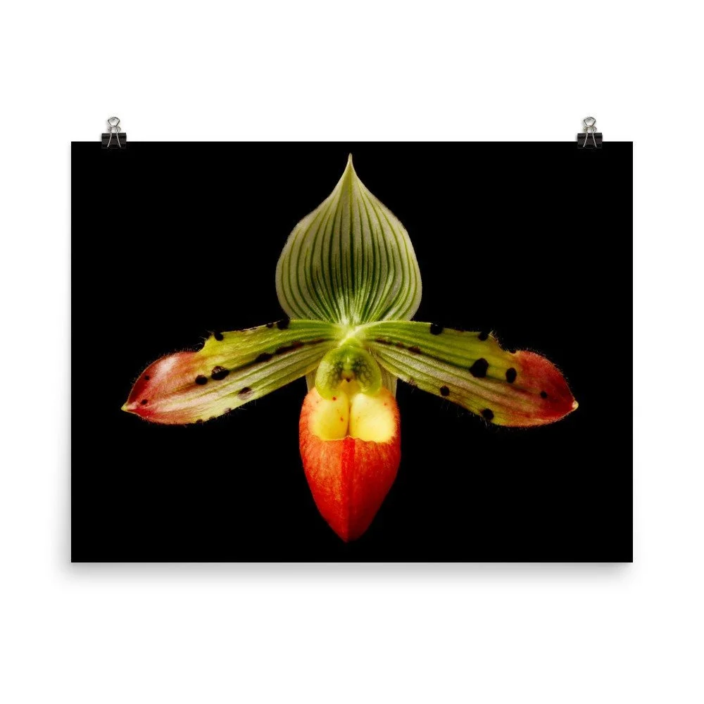 https://i.etsystatic.com/16519884/r/il/6e89af/2265789497/il_fullxfull.2265789497_qlh2.jpg