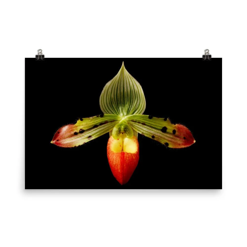 https://i.etsystatic.com/16519884/r/il/522eb1/2218192150/il_fullxfull.2218192150_2q5n.jpg