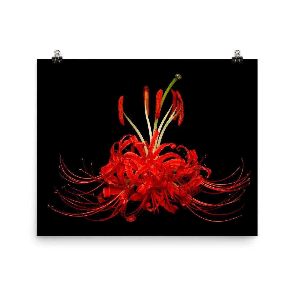 https://i.etsystatic.com/16519884/r/il/0d2343/2218230084/il_fullxfull.2218230084_rn4d.jpg