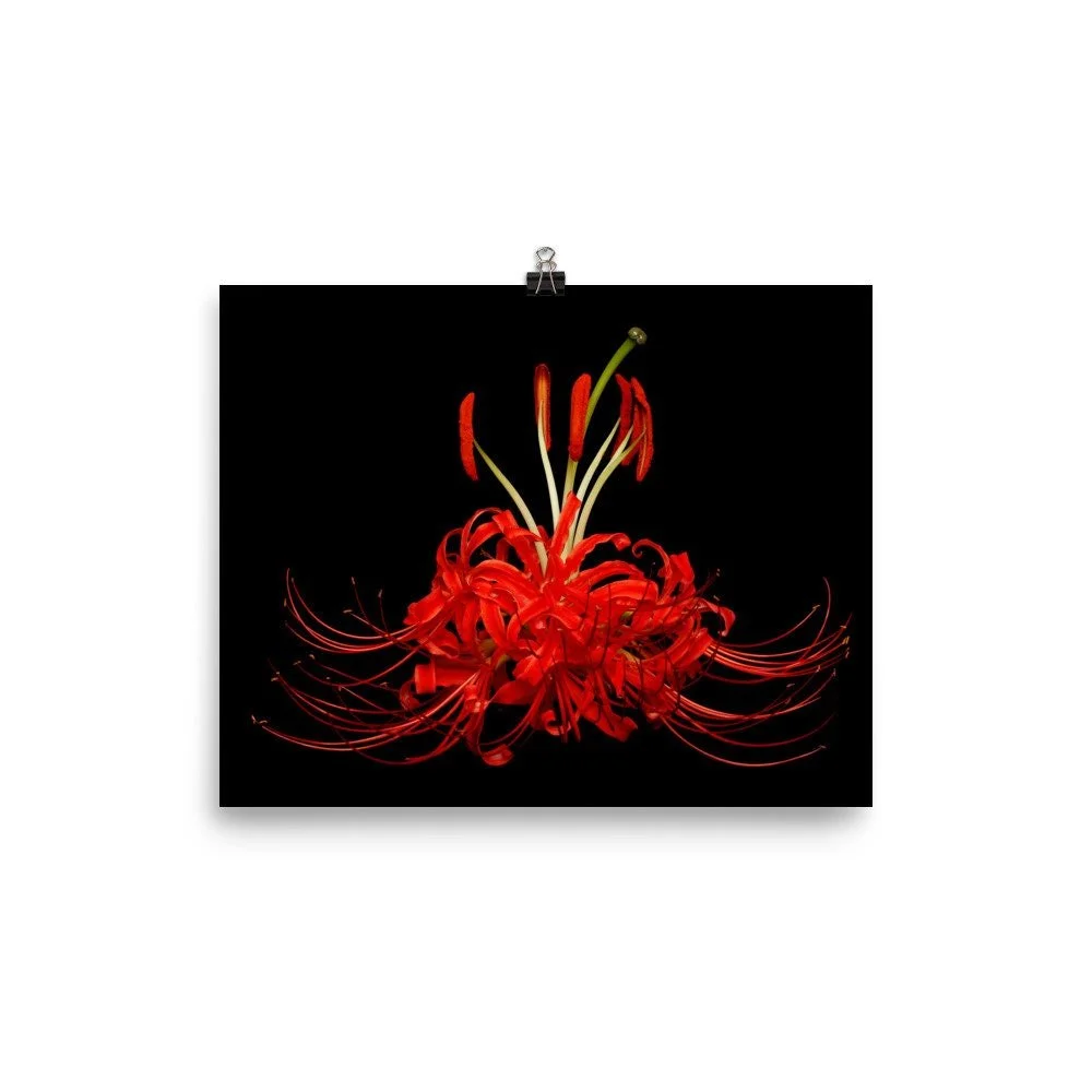 https://i.etsystatic.com/16519884/r/il/cb247d/2265826795/il_fullxfull.2265826795_6fe5.jpg