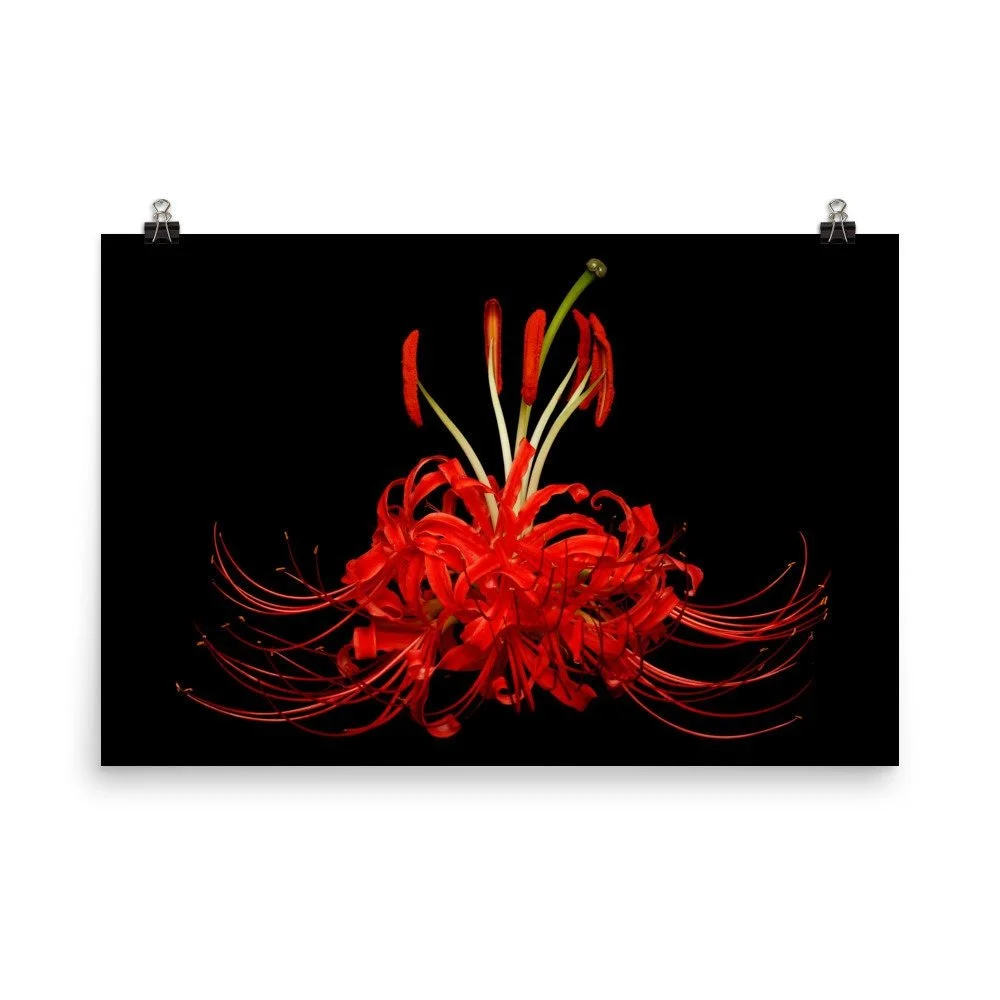 https://i.etsystatic.com/16519884/r/il/10ad53/2265826687/il_fullxfull.2265826687_9zty.jpg