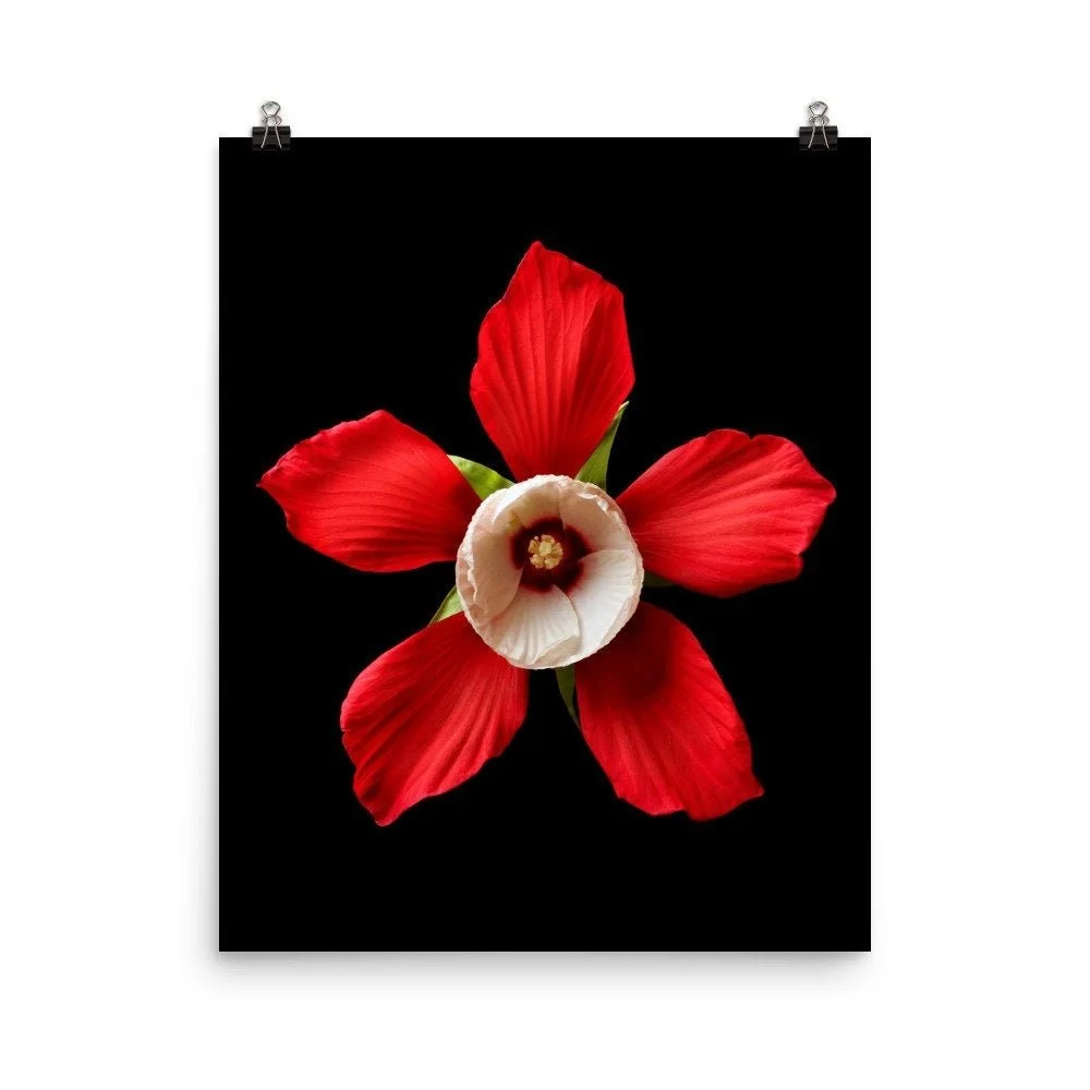 https://i.etsystatic.com/16519884/r/il/935914/2285771987/il_fullxfull.2285771987_cbks.jpg