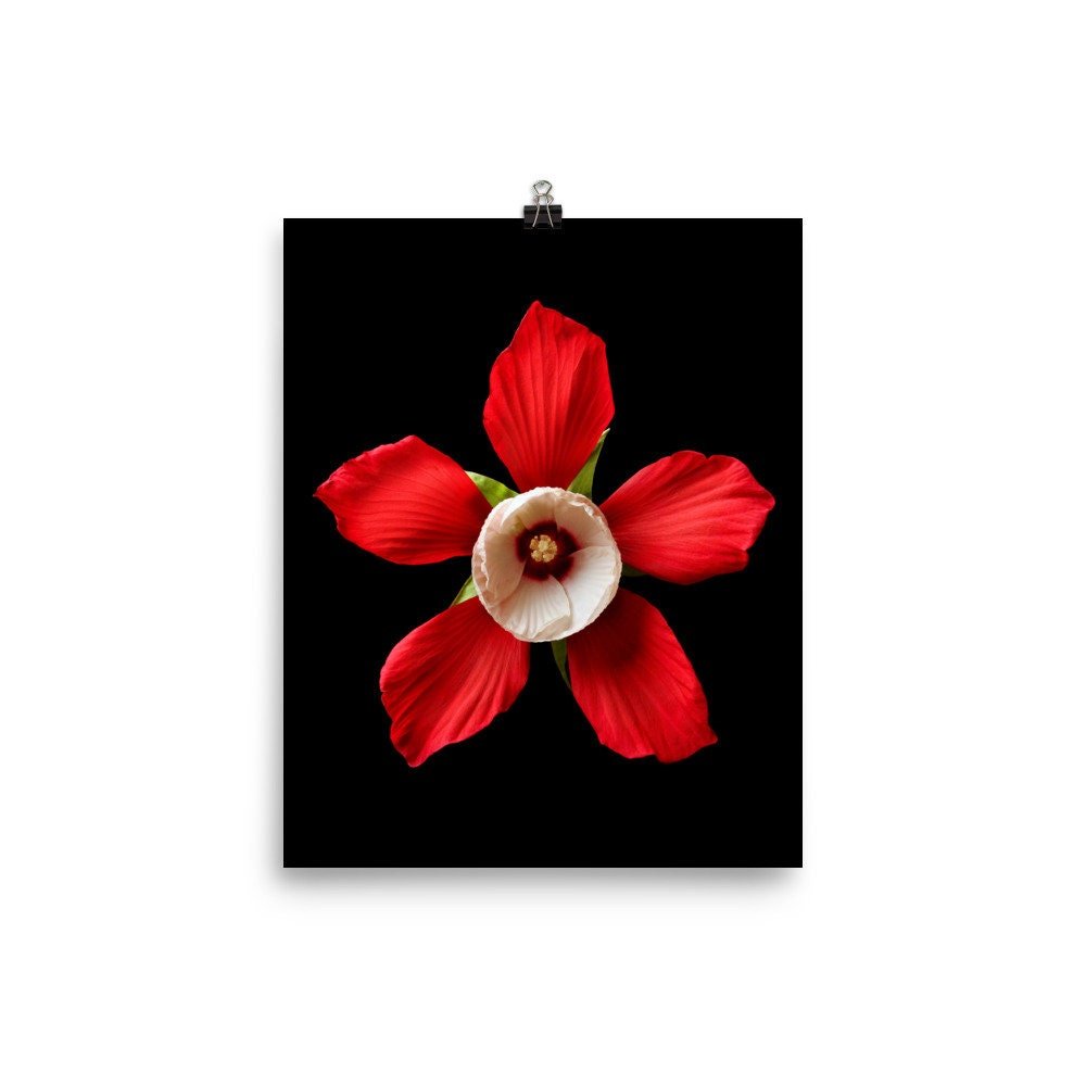 https://i.etsystatic.com/16519884/r/il/56af77/2238173490/il_fullxfull.2238173490_mnkx.jpg