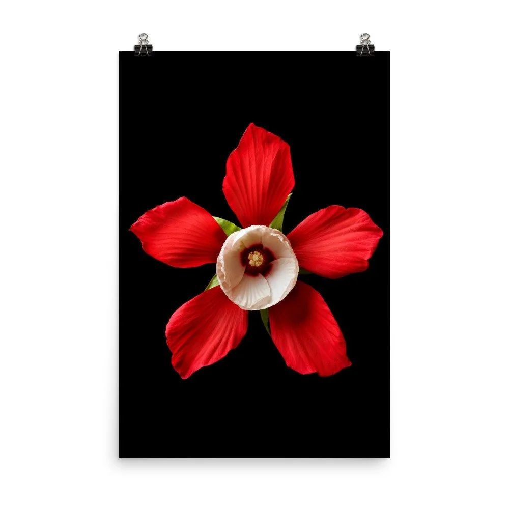 https://i.etsystatic.com/16519884/r/il/623c27/2238173350/il_fullxfull.2238173350_rv2y.jpg