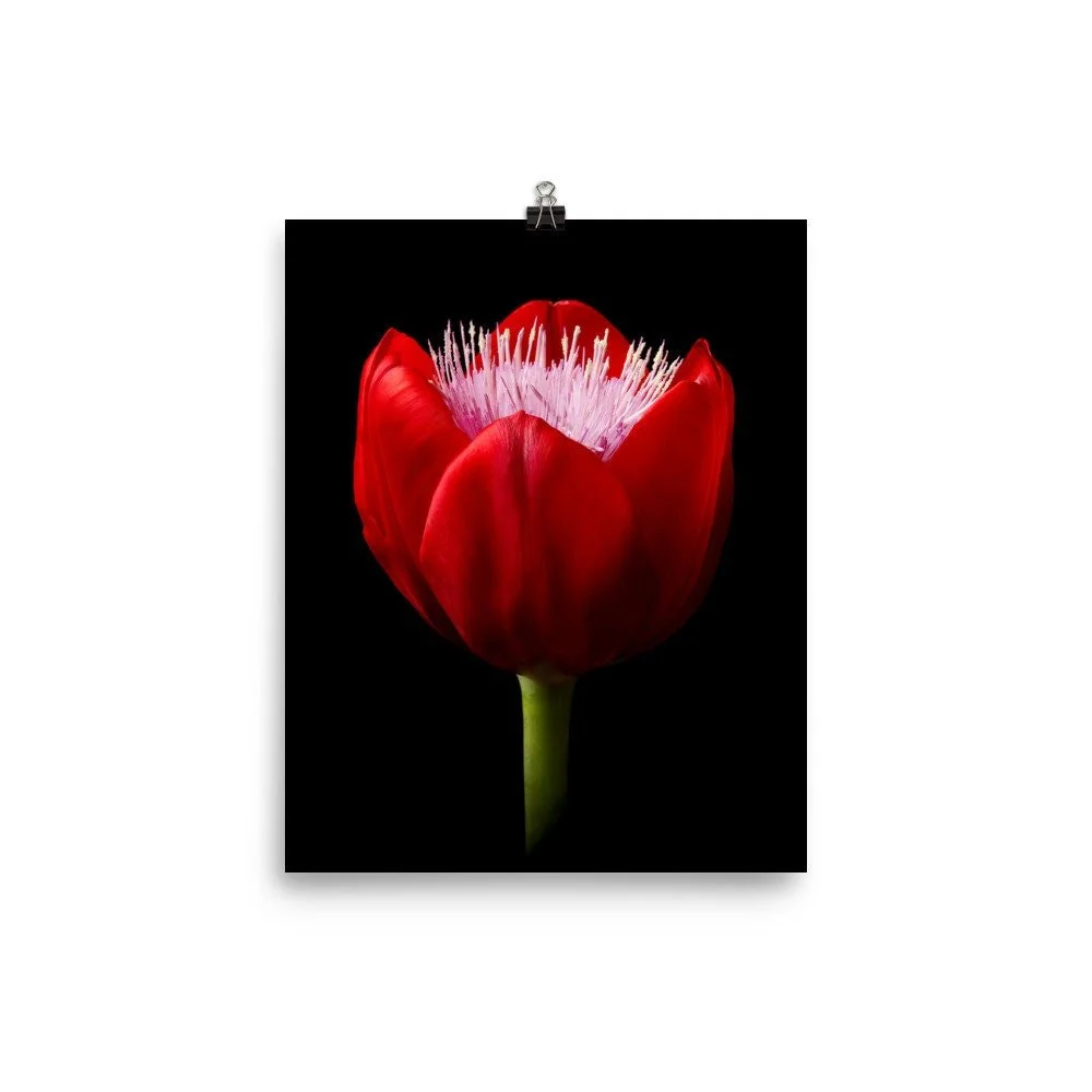 https://i.etsystatic.com/16519884/r/il/6d0a2e/2238225220/il_fullxfull.2238225220_mh0y.jpg