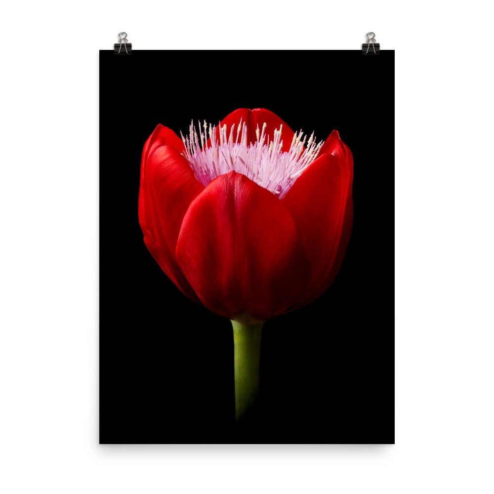 https://i.etsystatic.com/16519884/r/il/d59407/2285823023/il_fullxfull.2285823023_9swm.jpg