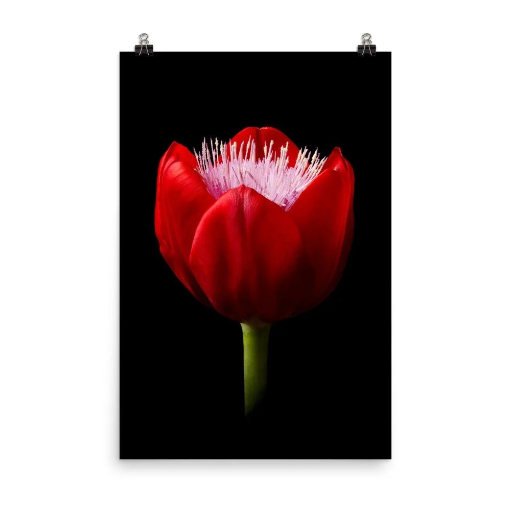 https://i.etsystatic.com/16519884/r/il/038789/2238225096/il_fullxfull.2238225096_njka.jpg