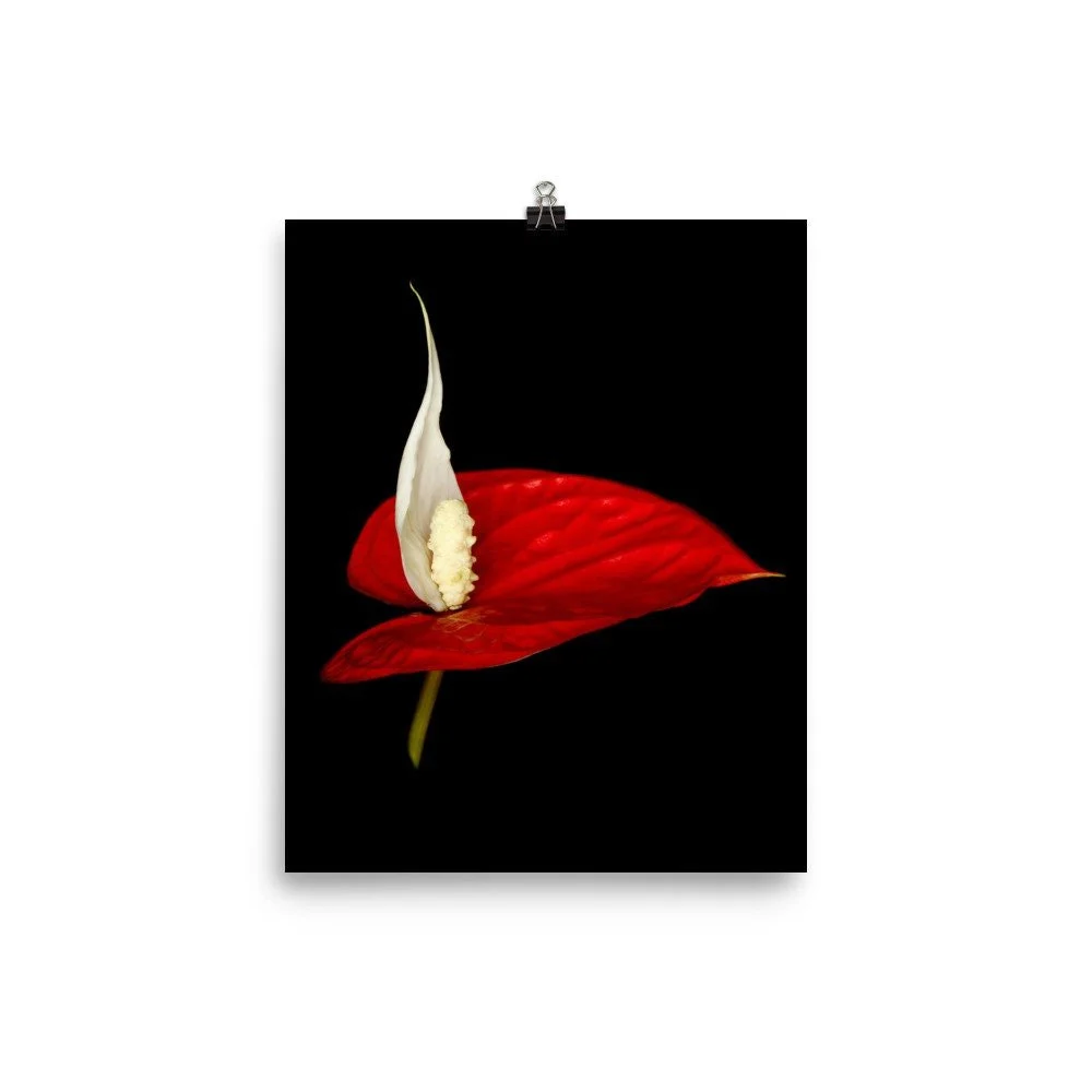 https://i.etsystatic.com/16519884/r/il/3a0ea1/2262642671/il_fullxfull.2262642671_e2ja.jpg
