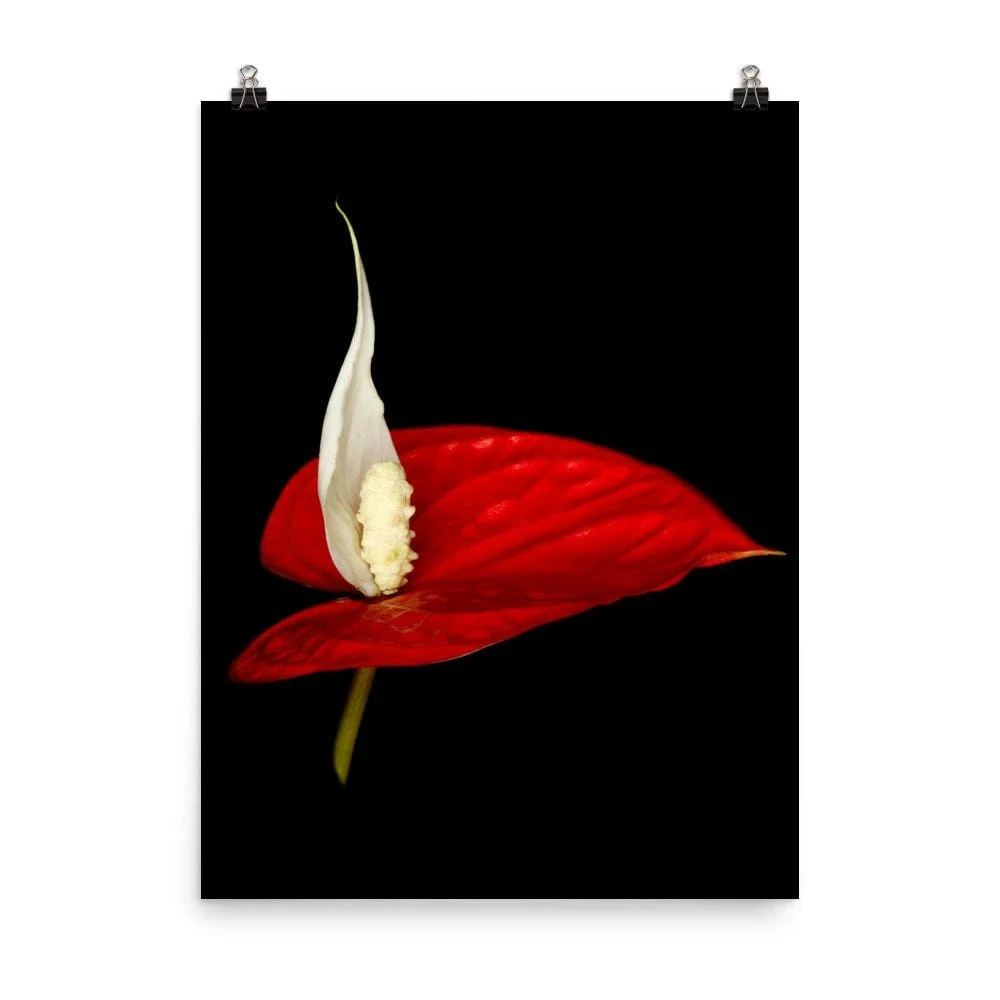 https://i.etsystatic.com/16519884/r/il/c147c5/2262642621/il_fullxfull.2262642621_6dn8.jpg