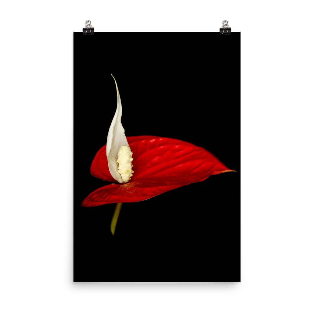 https://i.etsystatic.com/16519884/r/il/632f8c/2262642555/il_fullxfull.2262642555_2pm4.jpg