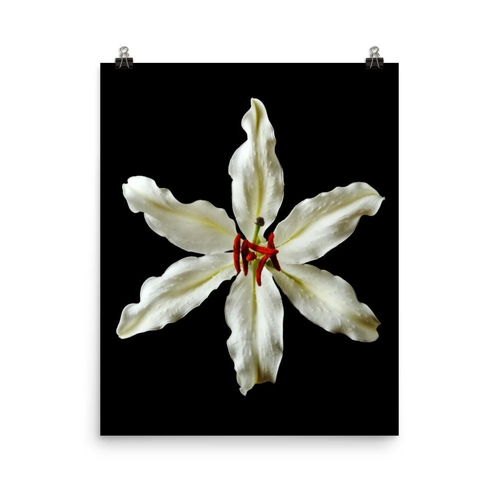 https://i.etsystatic.com/16519884/r/il/9fdfcf/2263020805/il_fullxfull.2263020805_jde4.jpg