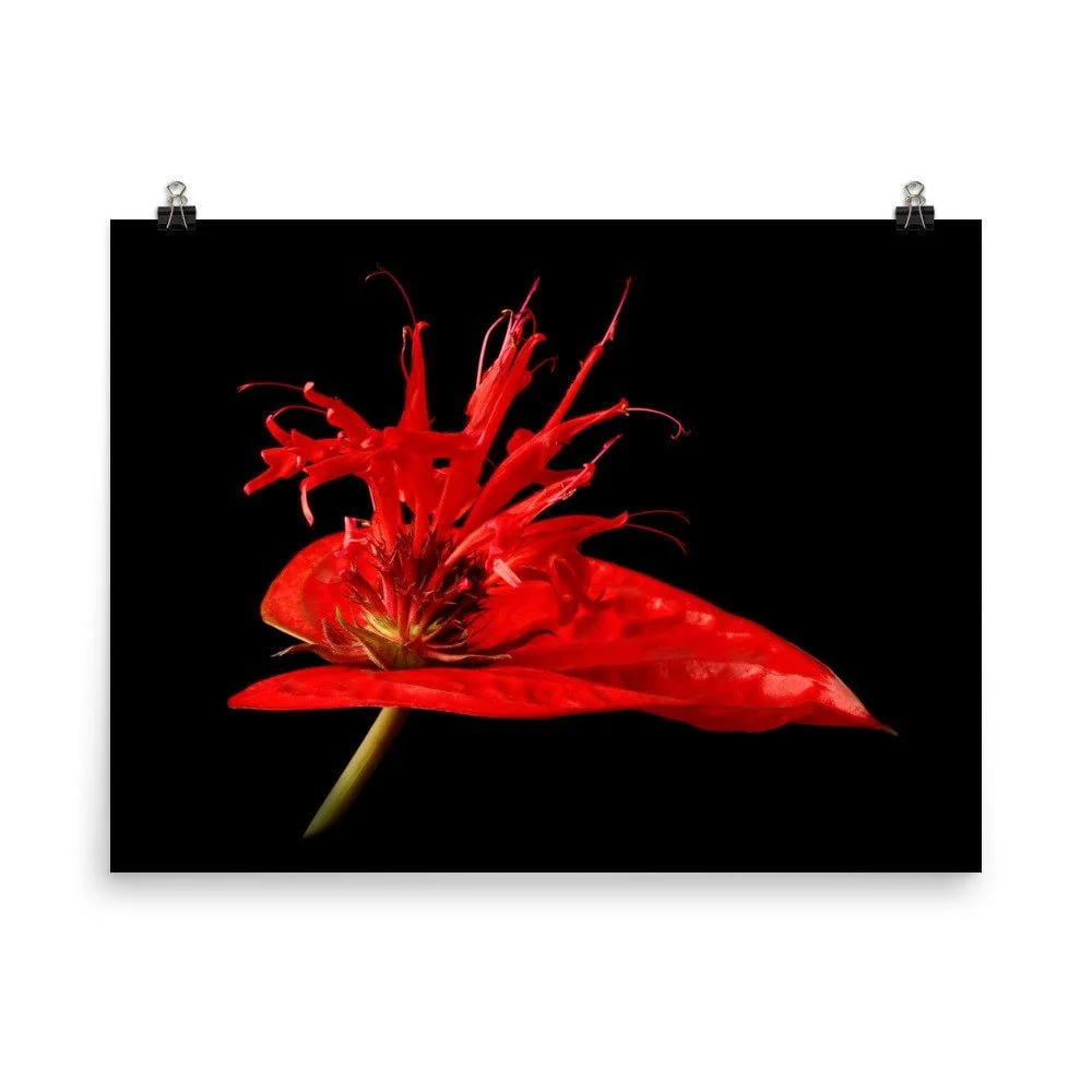 https://i.etsystatic.com/16519884/r/il/ab1700/2285762223/il_fullxfull.2285762223_hw35.jpg
