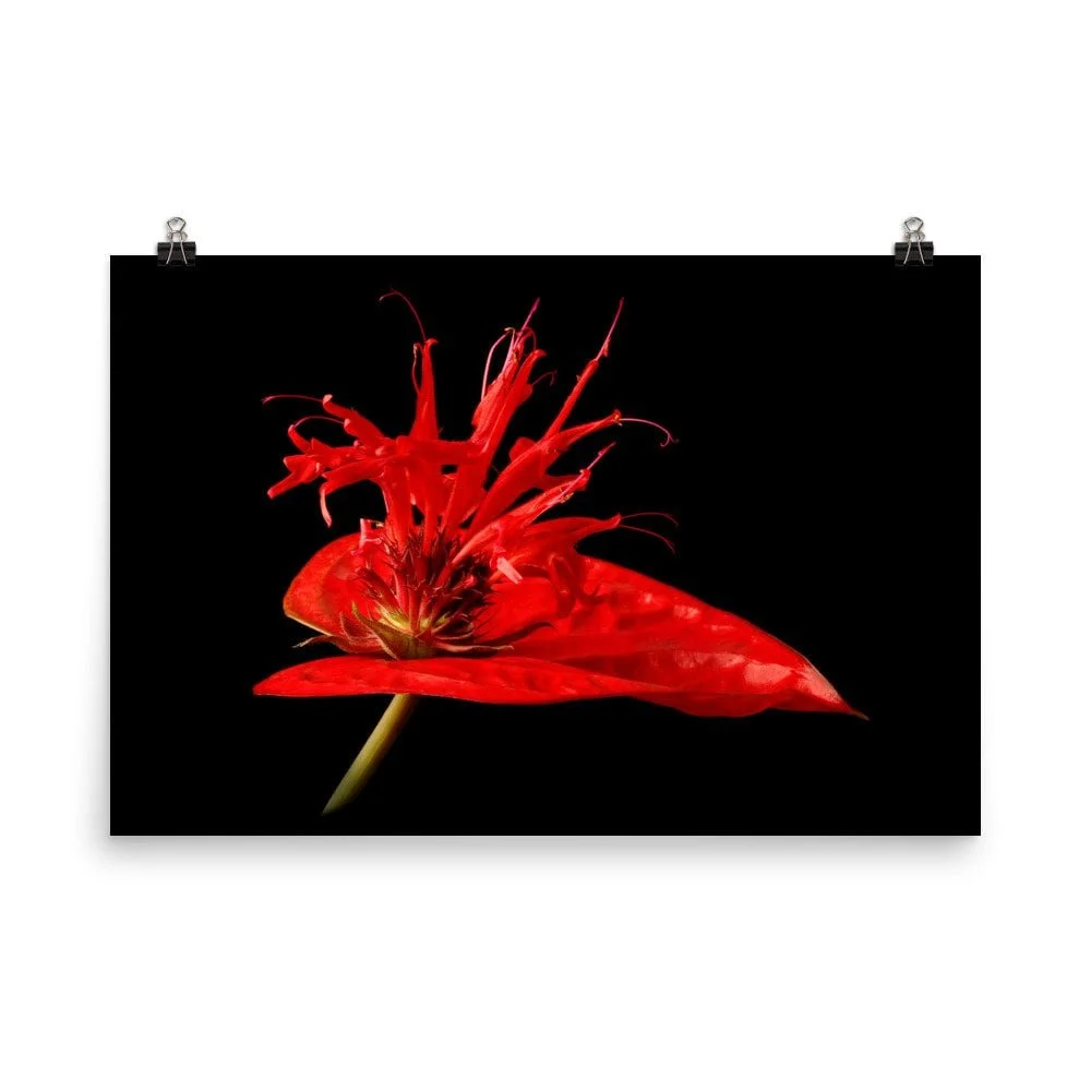 https://i.etsystatic.com/16519884/r/il/6a1859/2285762155/il_fullxfull.2285762155_366x.jpg