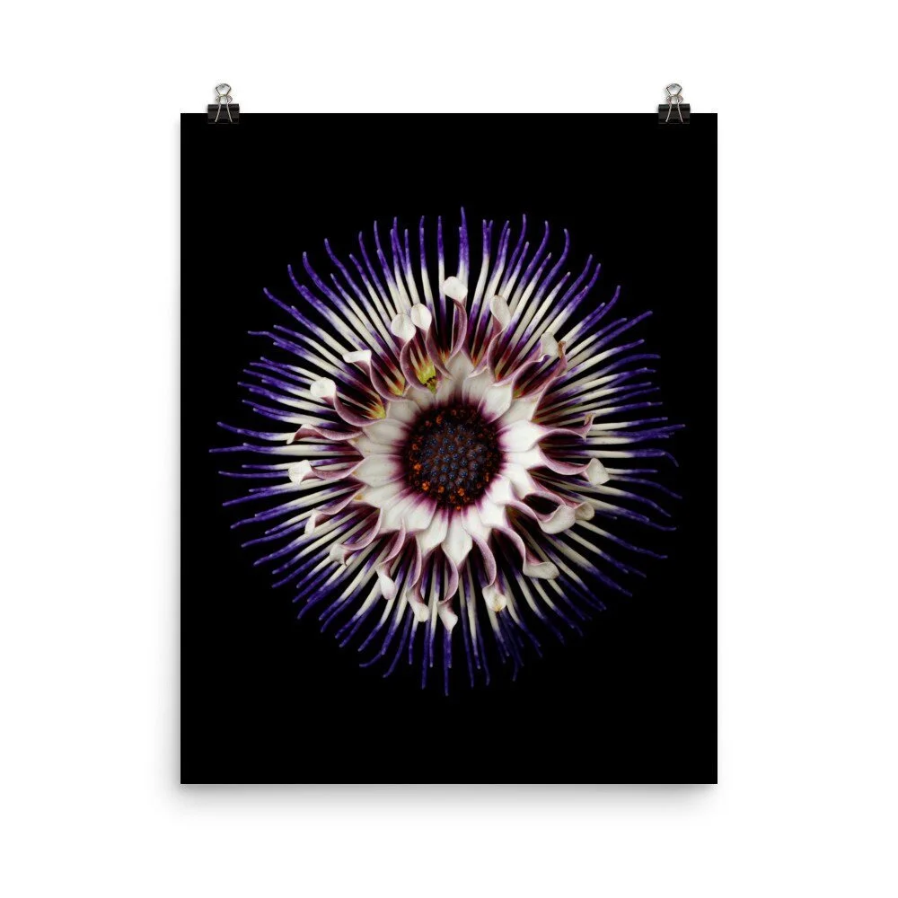 https://i.etsystatic.com/16519884/r/il/912764/2238804318/il_fullxfull.2238804318_4bdb.jpg