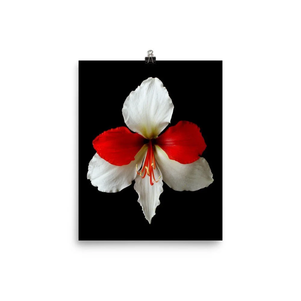 https://i.etsystatic.com/16519884/r/il/8c7049/2206875884/il_fullxfull.2206875884_n8wn.jpg